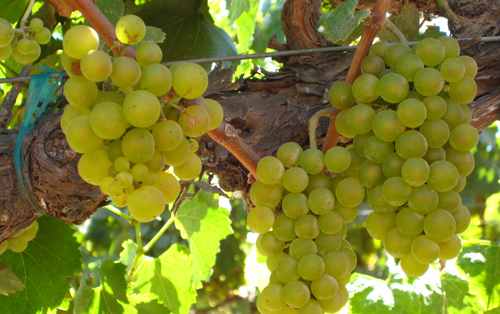 霞多麗（Chardonnay）葡萄