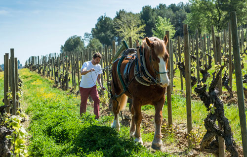 生物動力學(xué)葡萄酒（Biodynamic Wines）
