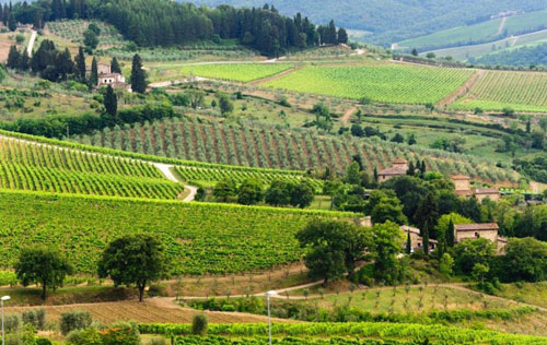 經典基安蒂產區(qū)（Chianti Classico）