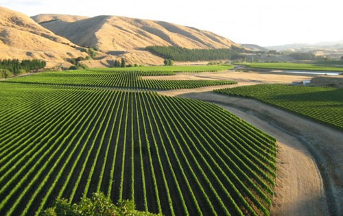 馬丁堡產區（Martinborough）