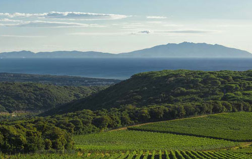 保格利產區（Bolgheri DOC）